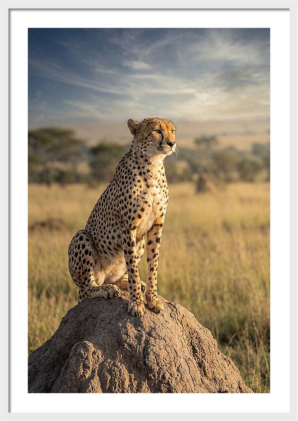 African Cheetah On Mound