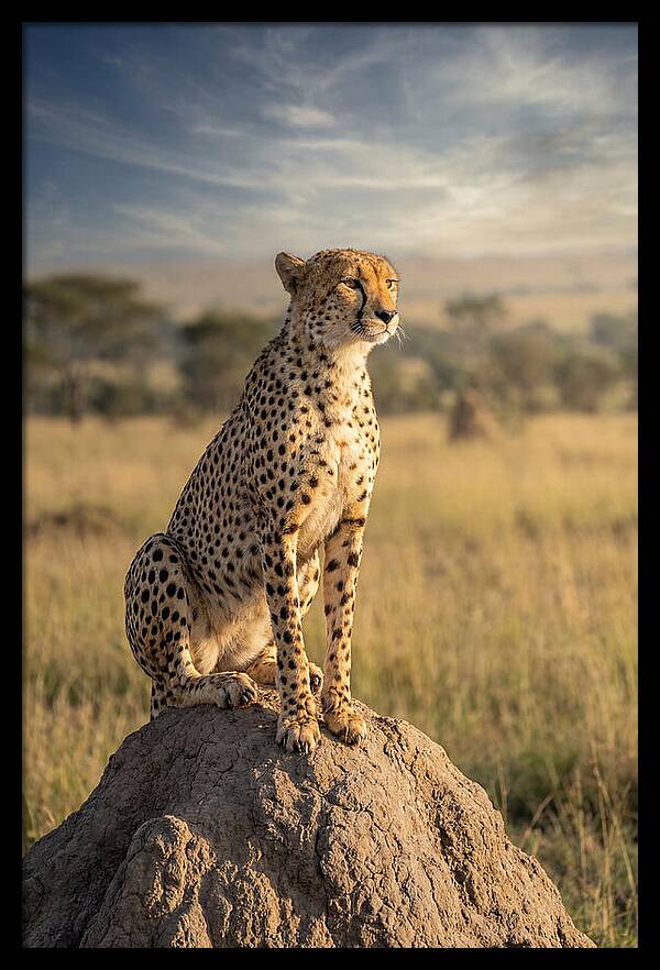 African Cheetah On Mound