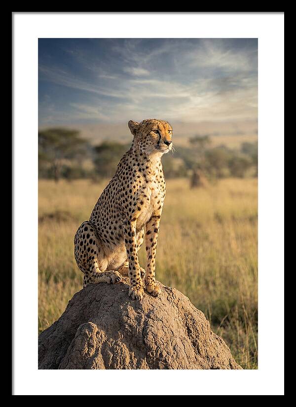African Cheetah On Mound