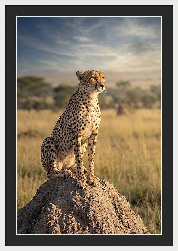 African Cheetah On Mound