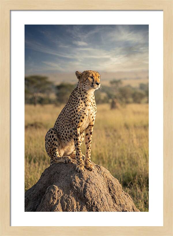 African Cheetah On Mound