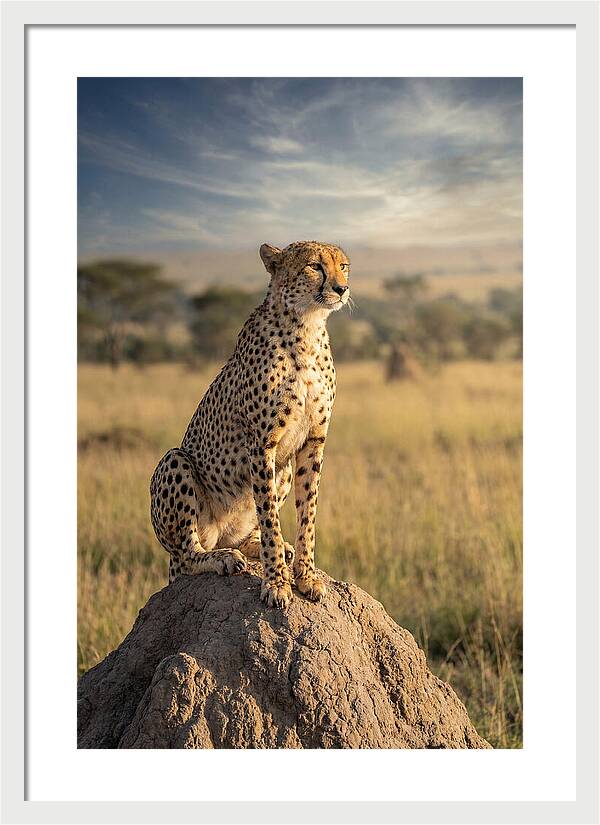 African Cheetah On Mound