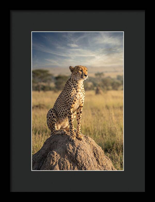 African Cheetah On Mound