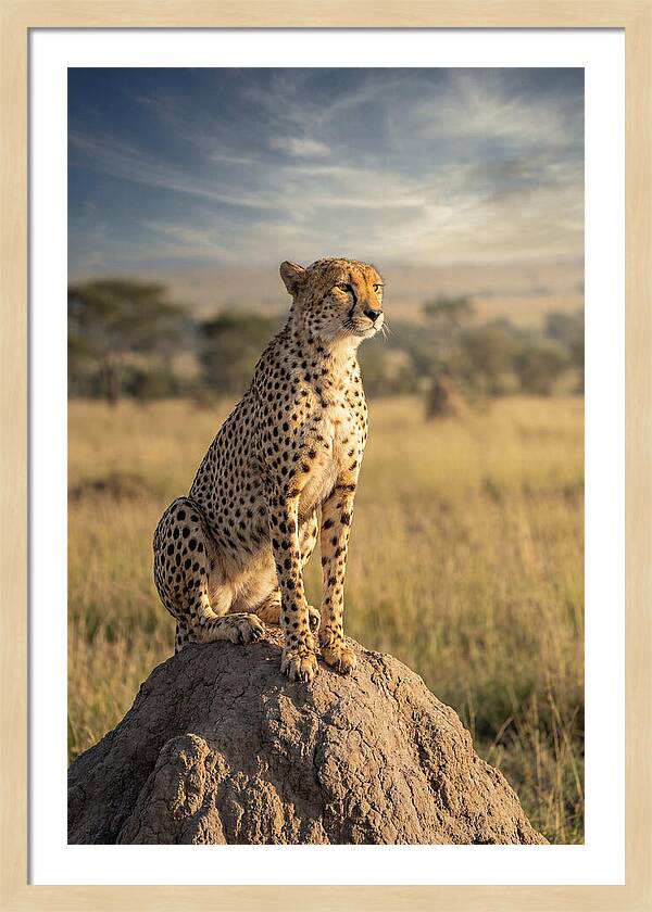 African Cheetah On Mound