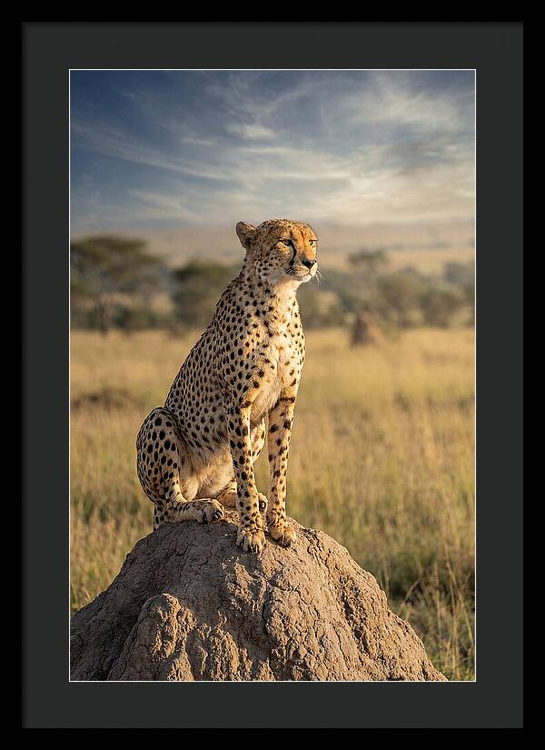 African Cheetah On Mound