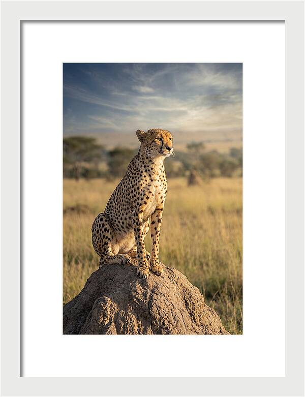 African Cheetah On Mound
