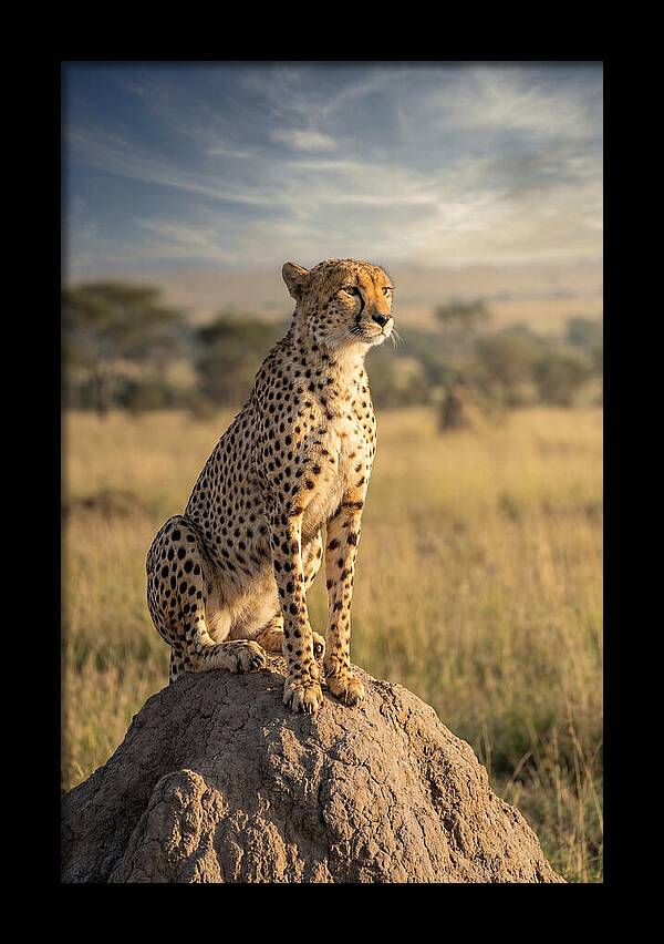 African Cheetah On Mound