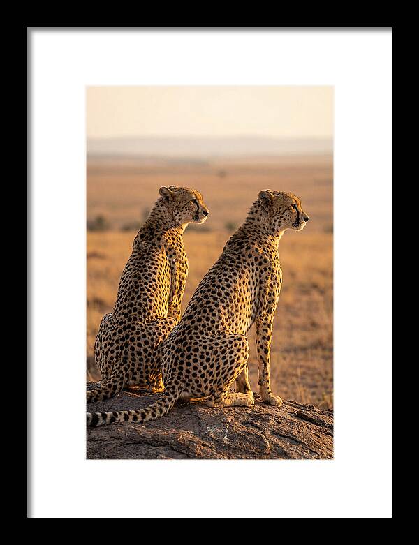 African Cheetah Pair Scanning