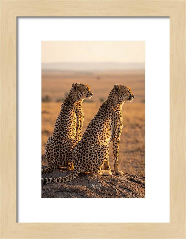 African Cheetah Pair Scanning