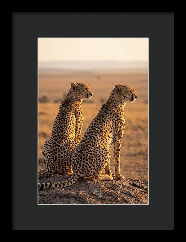 African Cheetah Pair Scanning