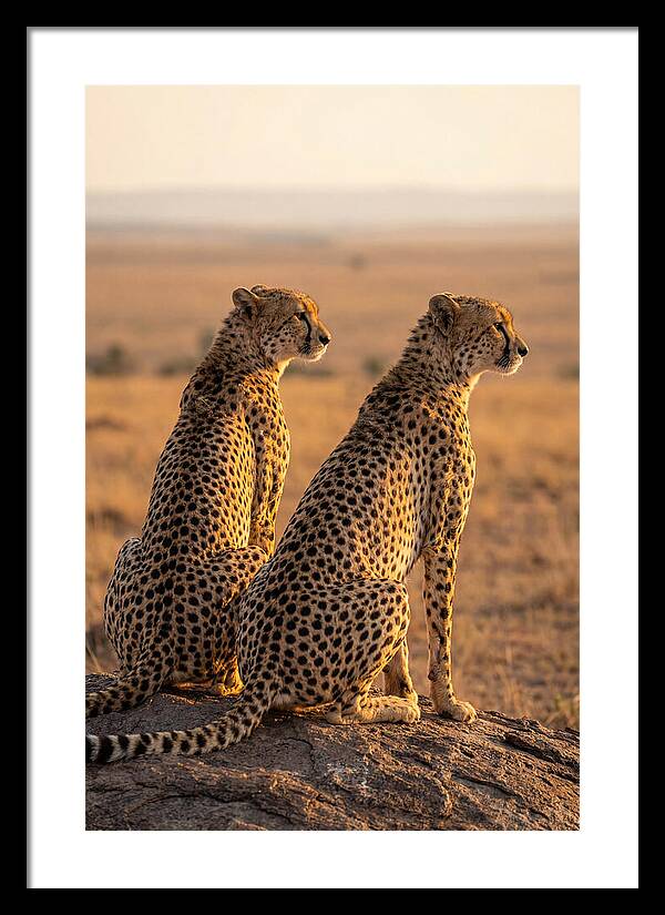African Cheetah Pair Scanning