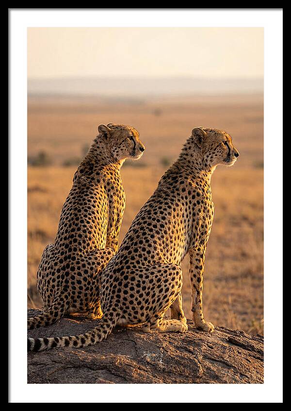 African Cheetah Pair Scanning