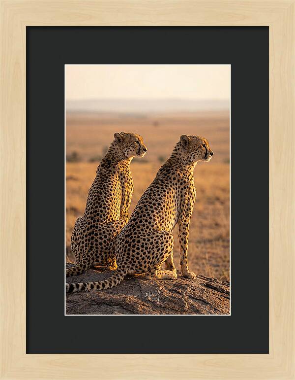 African Cheetah Pair Scanning