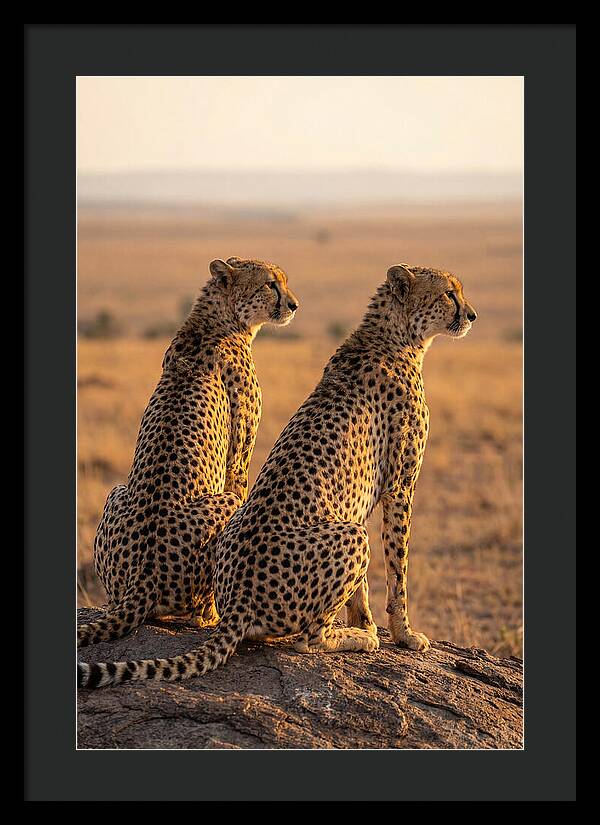 African Cheetah Pair Scanning