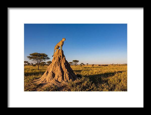 African Cheetah Sentinel On Mound