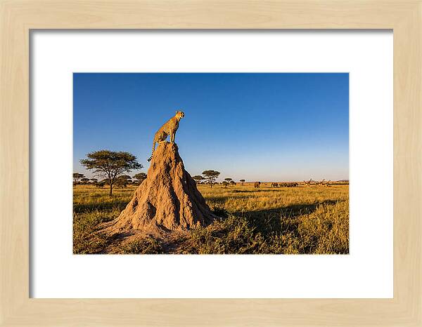 African Cheetah Sentinel On Mound