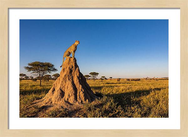 African Cheetah Sentinel On Mound