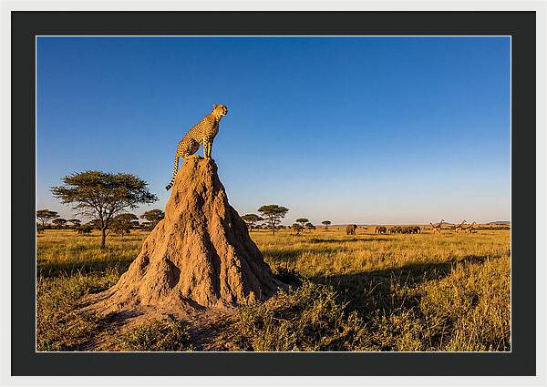 African Cheetah Sentinel On Mound