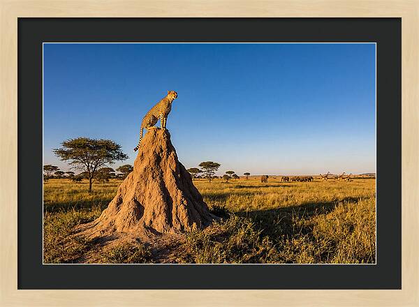 African Cheetah Sentinel On Mound