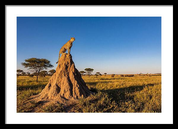 African Cheetah Sentinel On Mound