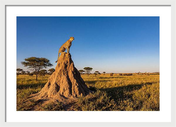 African Cheetah Sentinel On Mound