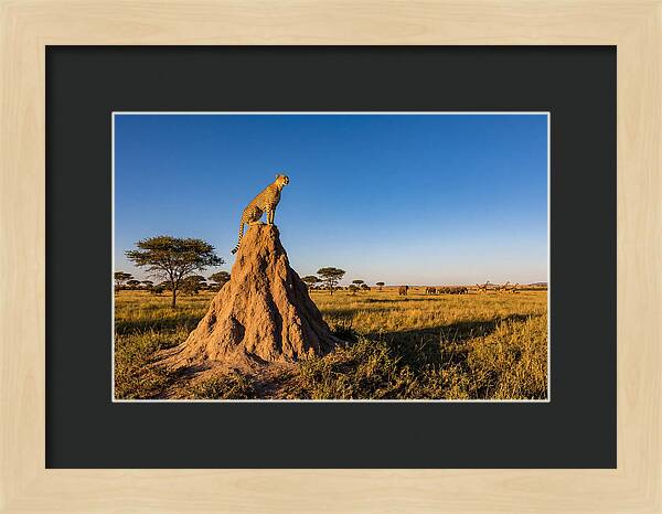 African Cheetah Sentinel On Mound