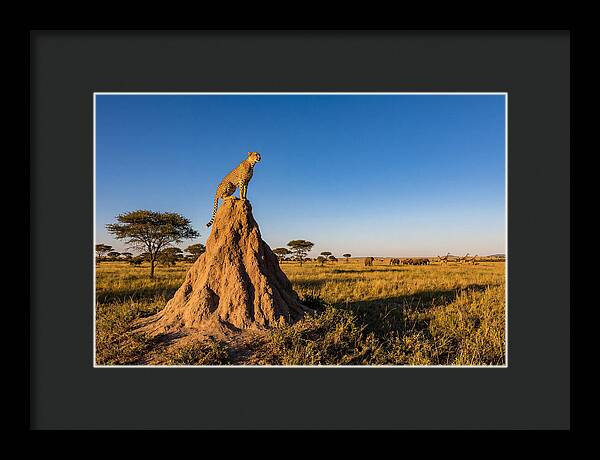African Cheetah Sentinel On Mound