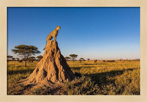 African Cheetah Sentinel On Mound