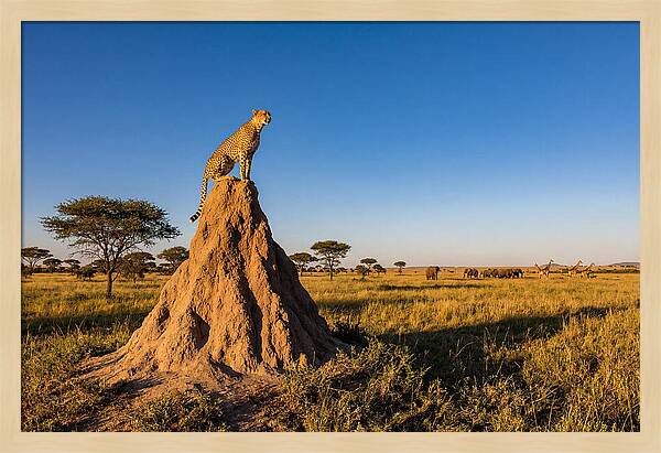 African Cheetah Sentinel On Mound