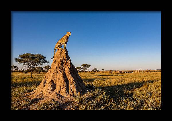 African Cheetah Sentinel On Mound