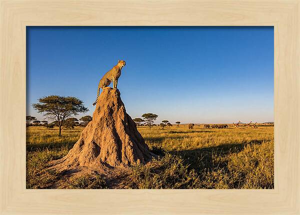 African Cheetah Sentinel On Mound