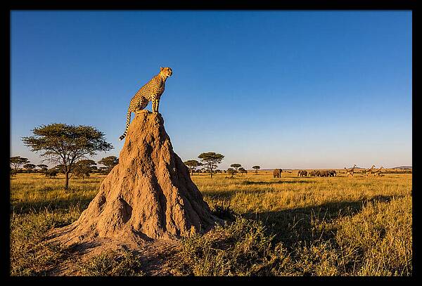 African Cheetah Sentinel On Mound