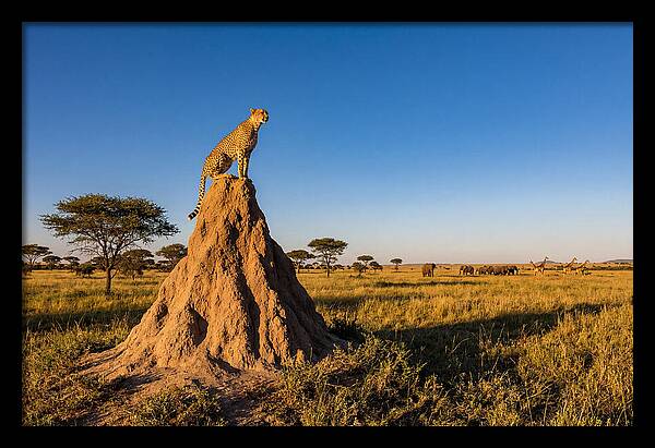 African Cheetah Sentinel On Mound