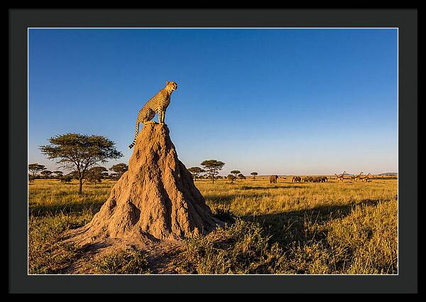 African Cheetah Sentinel On Mound