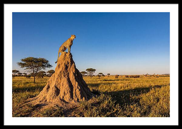 African Cheetah Sentinel On Mound