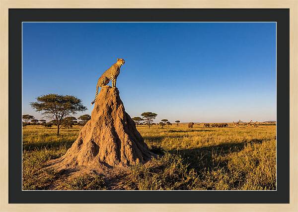 African Cheetah Sentinel On Mound