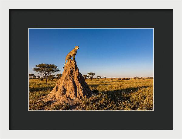 African Cheetah Sentinel On Mound