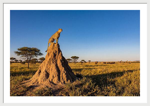 African Cheetah Sentinel On Mound