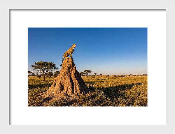 African Cheetah Sentinel On Mound