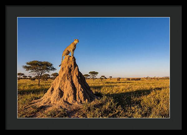 African Cheetah Sentinel On Mound