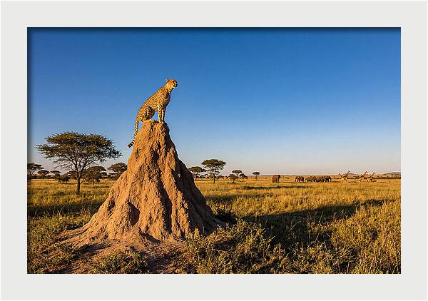 African Cheetah Sentinel On Mound