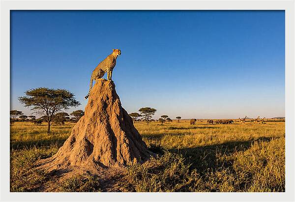 African Cheetah Sentinel On Mound