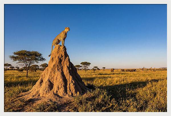 African Cheetah Sentinel On Mound
