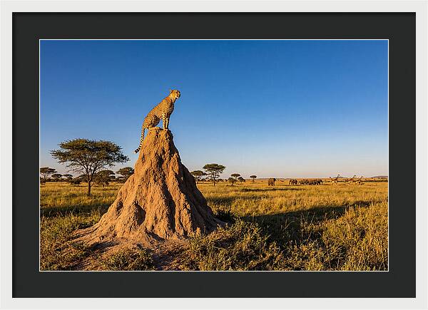 African Cheetah Sentinel On Mound