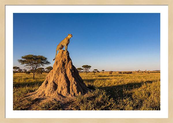 African Cheetah Sentinel On Mound
