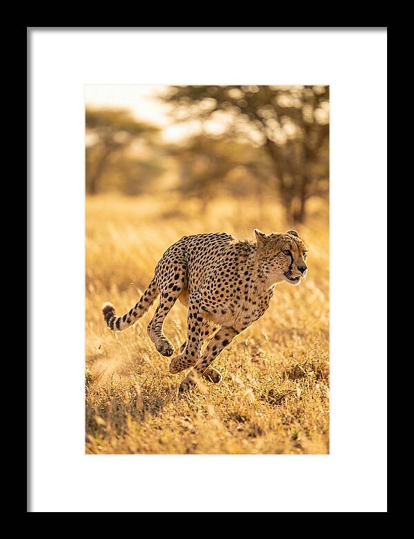 African Cheetah Sprinting Through Grasslands