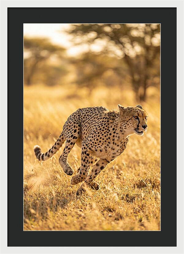 African Cheetah Sprinting Through Grasslands