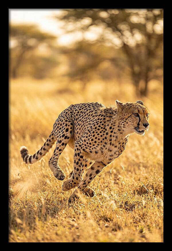 African Cheetah Sprinting Through Grasslands