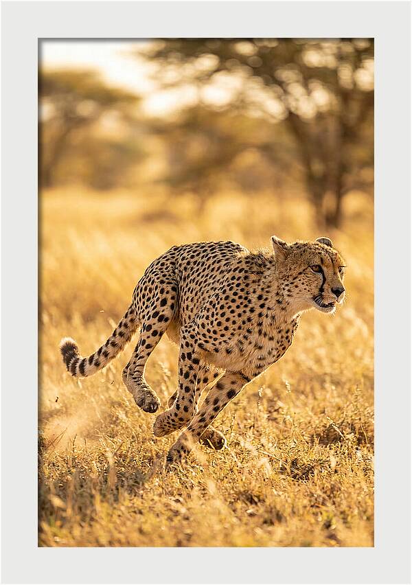 African Cheetah Sprinting Through Grasslands