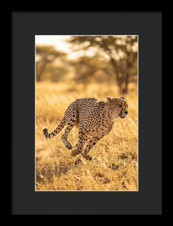 African Cheetah Sprinting Through Grasslands